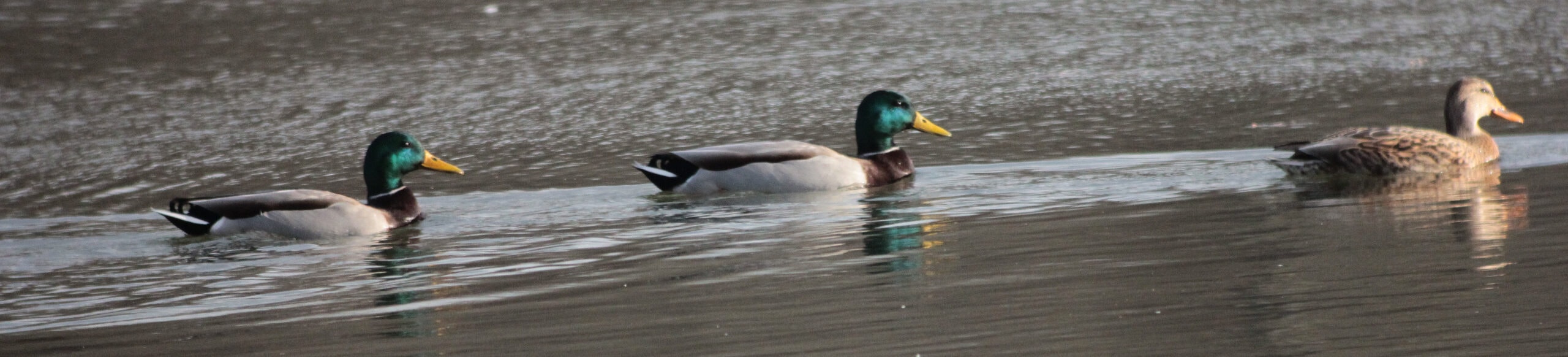 Three ducks in a row on a lake